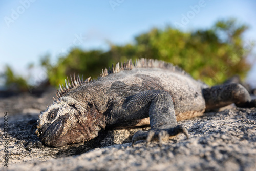 Galápagos marine iguana. One of the endemit on islands. It looks like monster. Isabela island © Ondrej