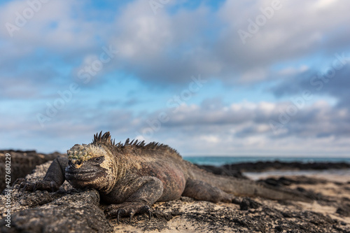 Galápagos marine iguana. One of the endemit on islands. It looks like monster. Isabela island