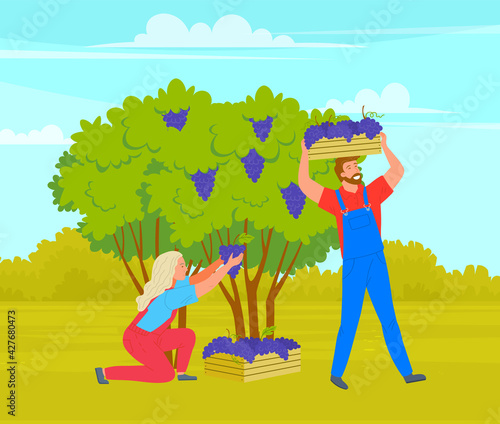 Man and woman gardeners picking grapes from bushes on vineyard plantation. Working on counrtyside