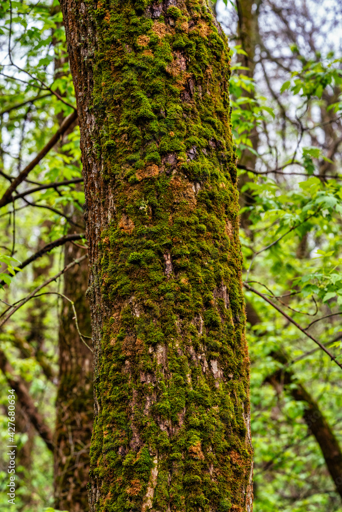 moss on bark of tree