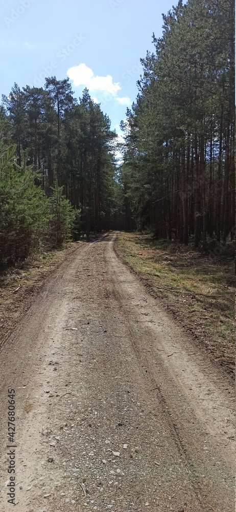 Fototapeta premium road in the forest