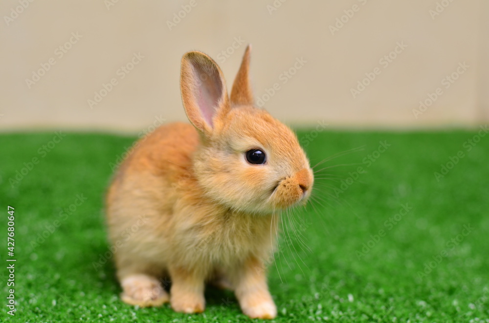The pretty little rabbit is on the green grass. The pretty little rabbit is on the green grass.