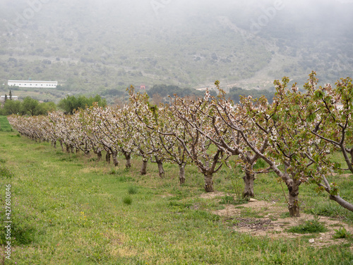 Landscape of fields with cherry blossom trees in the town of Alfarnate in Malaga photo