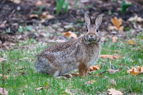 Rabbit Bunny in the Lawn Staring at Me © Rosalie Millen