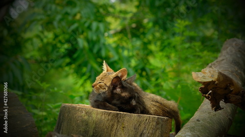 Photography cat sitting on a tree