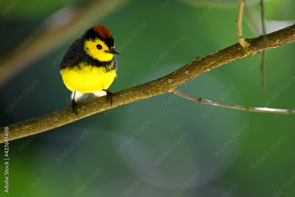 Paruline ceinturée (Myioborus torquatus) costa rica Paruline ceinturée (Myioborus torquatus) costa rica