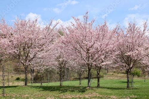 Cherry trees in bloom 