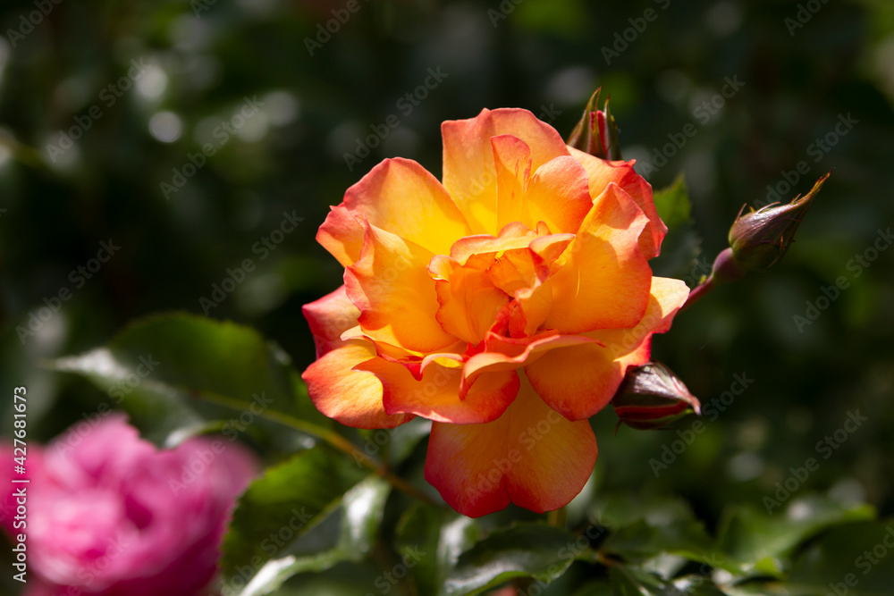 Blooming spray roses in the garden. Close-up. Place for an inscription. Background.
Blooming spray roses in the garden. Close-up. Place for an inscription. Background.