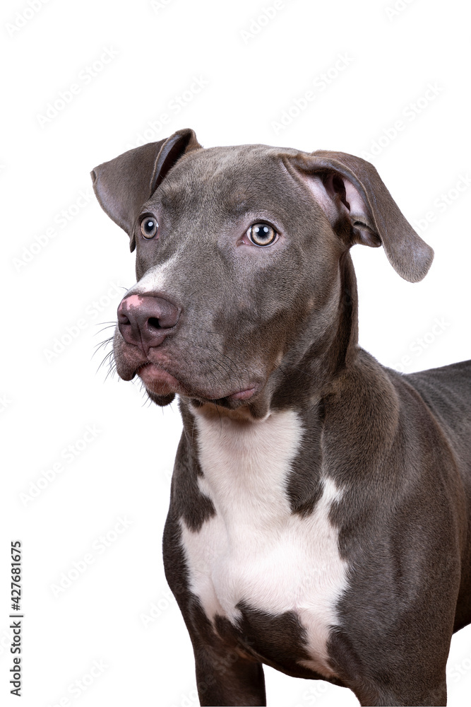 Portrait of the head of a purebred American Bully or Bulldog female with grey and white fur isolated on a white background