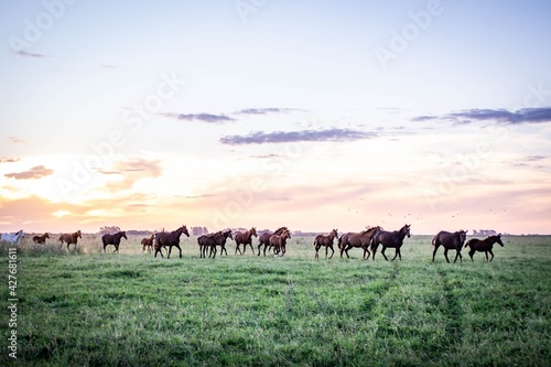 Fototapeta Naklejka Na Ścianę i Meble -  caballos argentinos