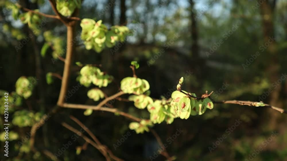 rack focus- branch with flowers in the foreground at dawn in amazing forest