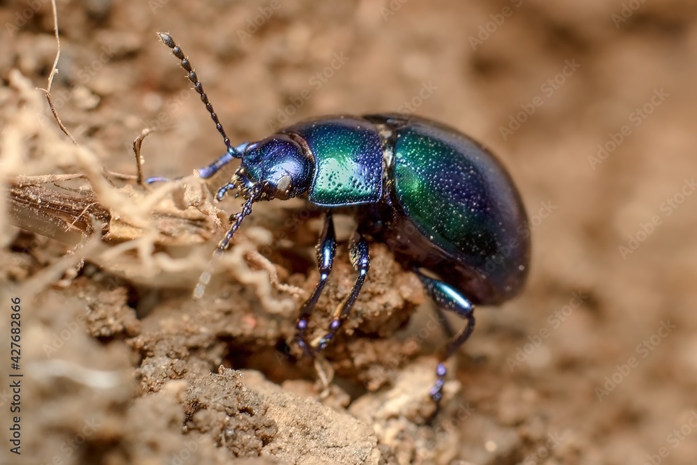 little green-blue Colorado mint beetle little green-blue Colorado mint beetle