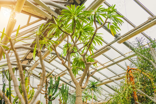 Pachypodium succulents in greenhouse tropical arid zones.