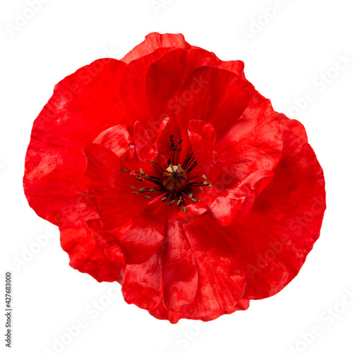 Poppy red flower isolated on white background. Close-up of blooming flower head. Top view.