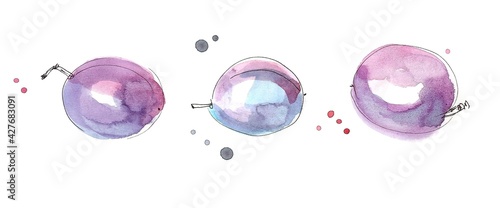 Watercolor drawing of a three ripe plums on a white background
