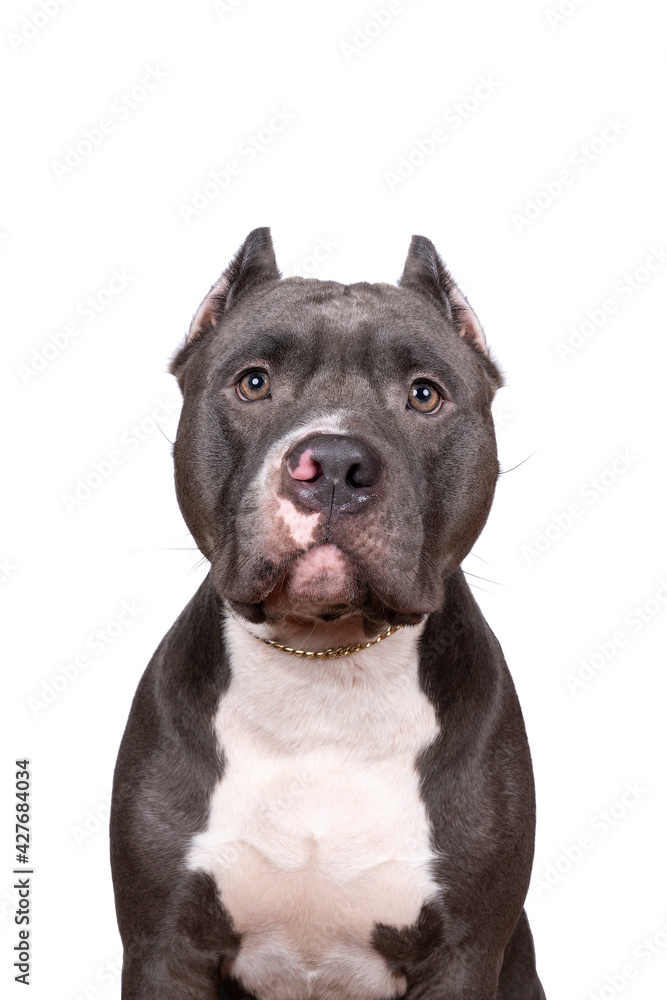 Portrait of the head of a purebred American Bully or Bulldog male with cropped ears isolated on a white background
