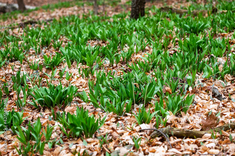 Obraz premium Wild Ramps - wild garlic ( Allium tricoccum), commonly known as ramp, ramps, spring onion, wild leek, wood leek. North American species of wild onion. in Canada, ramps are considered rare delicacies