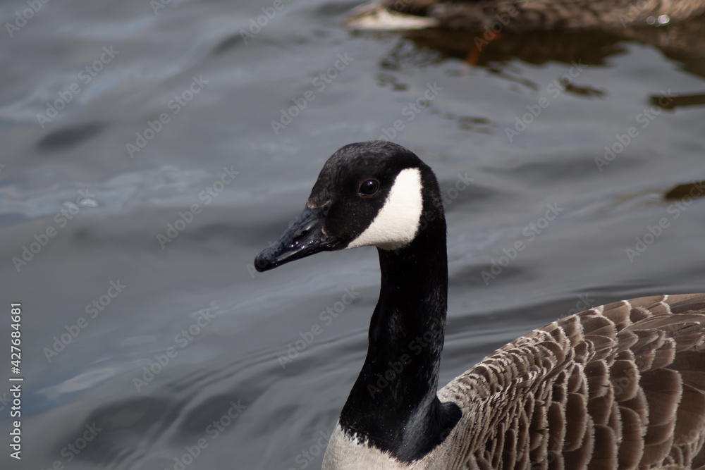 Canada Goose close up Head and Nexk Canada Goose close up Head and Nexk