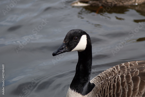 Canada Goose close up Head and Nexk