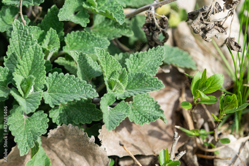 Catnip Leaves Sprouting in Springtime Catnip Leaves Sprouting in Springtime