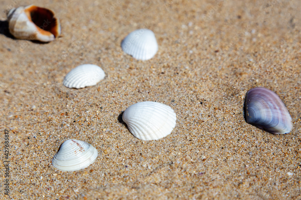 Close-up of four white and two multi-colored seashells on the sea sand. Summer theme. Selective focus. Close-up of four white and two multi-colored seashells on the sea sand. Summer theme. Selective focus.