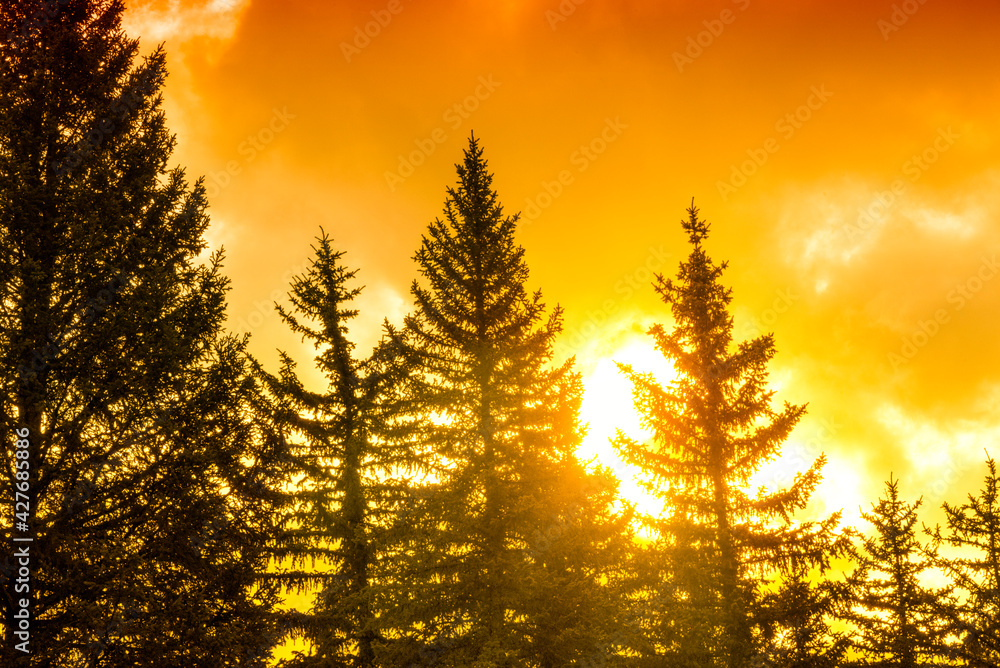 Bright yellow sun shinning through fog and lines trees in the morning. Bright yellow sun shinning through fog and lines trees in the morning.