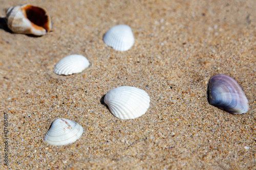 Close-up of four white and two multi-colored seashells on the sea sand. Summer theme. Selective focus.
