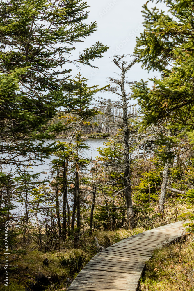 Trail around Berryhill Pond. Gros Morne National Park, Newfoundland, Canada Trail around Berryhill Pond. Gros Morne National Park, Newfoundland, Canada