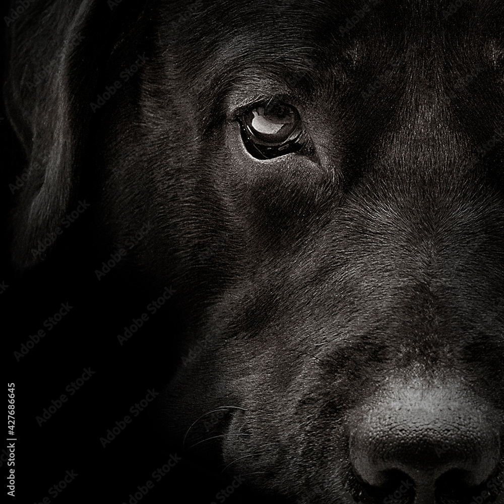 Naklejka dark muzzle labrador dog closeup. front view