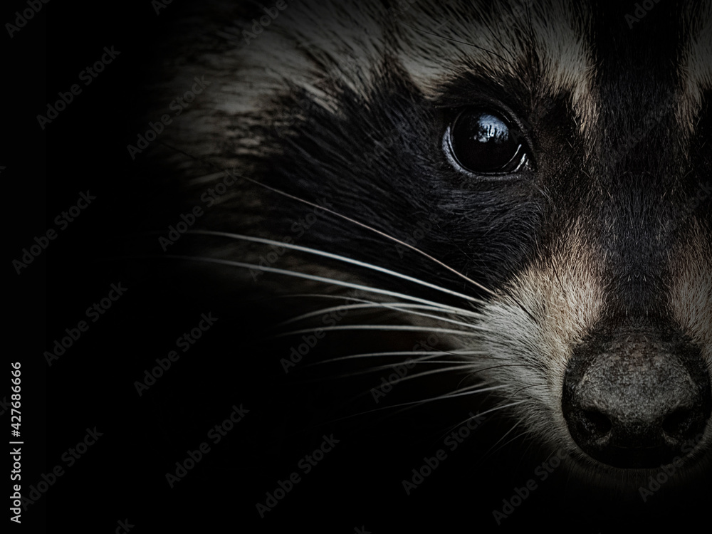 raccoon-face-close-up-on-black-front-view-stock-foto-adobe-stock