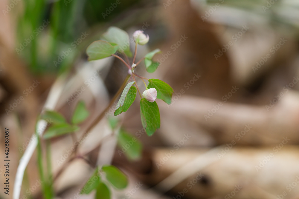 Rue Anemone Flower Buds in Springtime Rue Anemone Flower Buds in Springtime