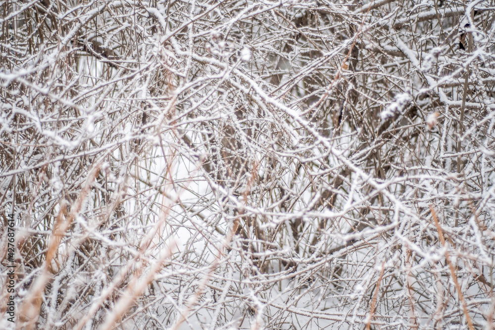 Dense weaves of bush branches in winter under the snow.