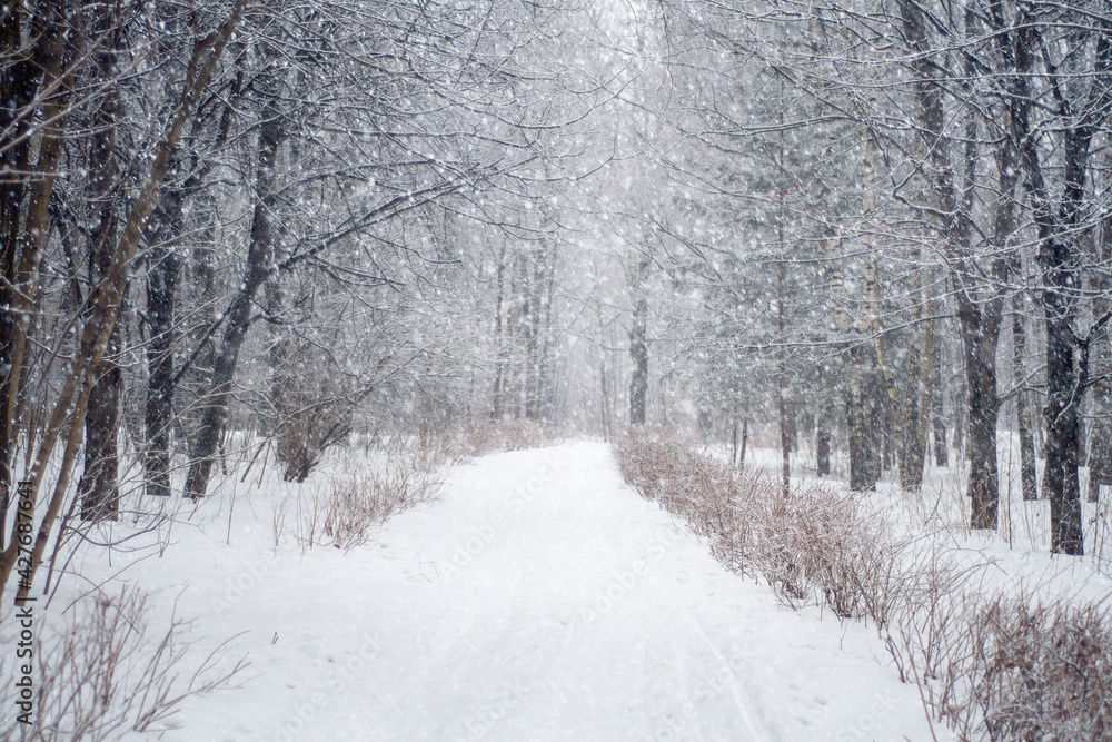 Snow-covered path for walking in the winter park under heavy snow. An empty pedestrian road surrounded by snow-covered trees. Snow-covered path for walking in the winter park under heavy snow. An empty pedestrian road surrounded by snow-covered trees.