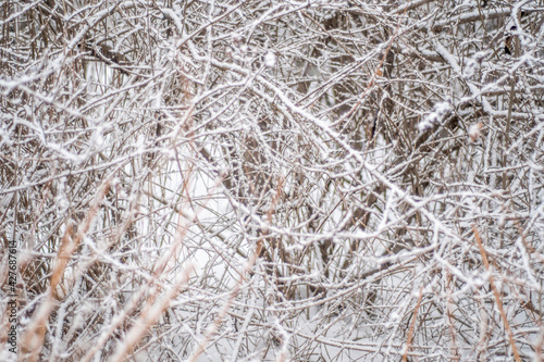 Billede på lærred Dense weaves of bush branches in winter under the snow.