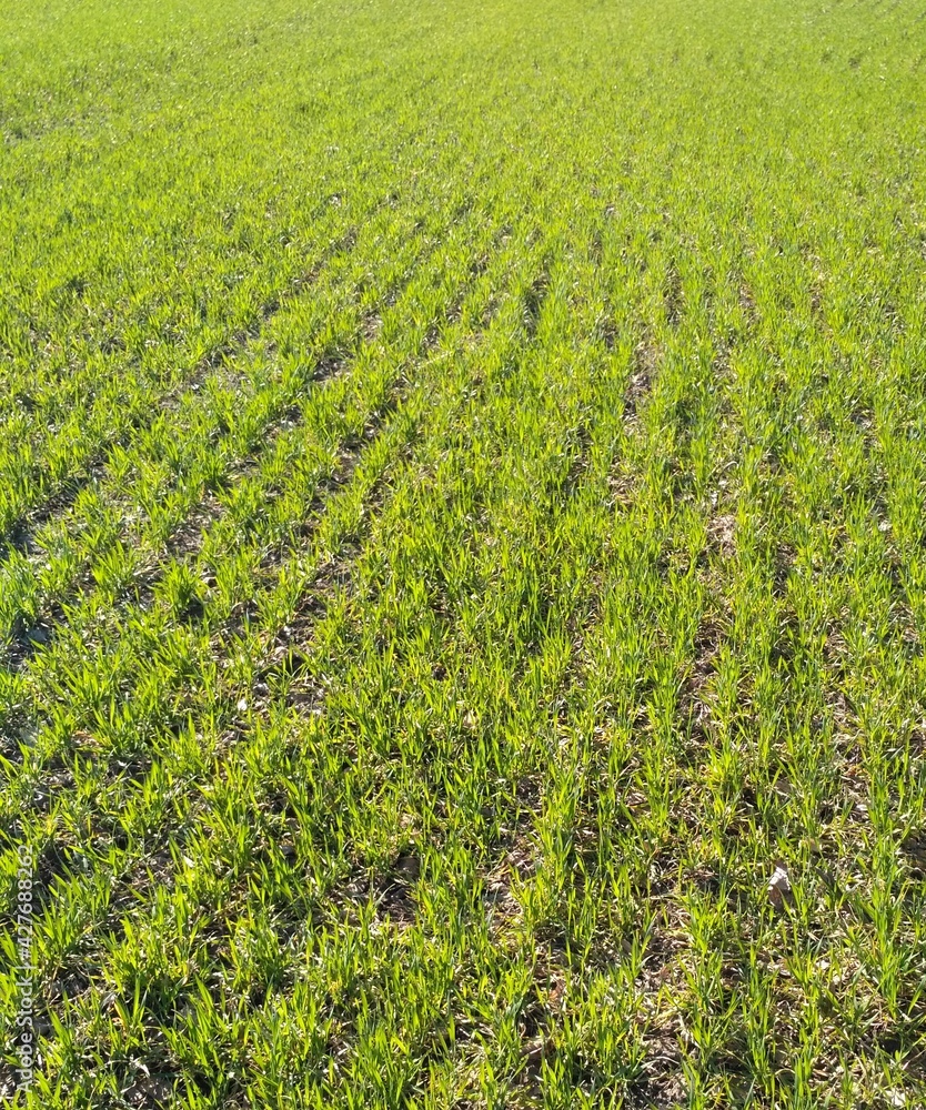 field of corn field of corn
