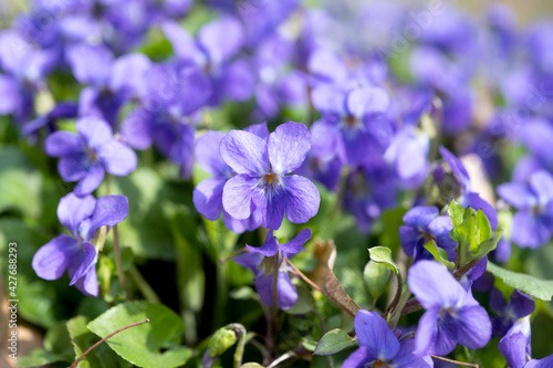 Fototapeta Naklejka Na Ścianę i Meble -  blooming violets growing in the meadow in spring