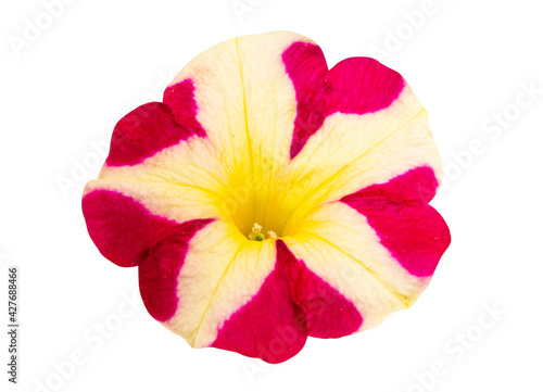 red-yellow petunia flower isolated