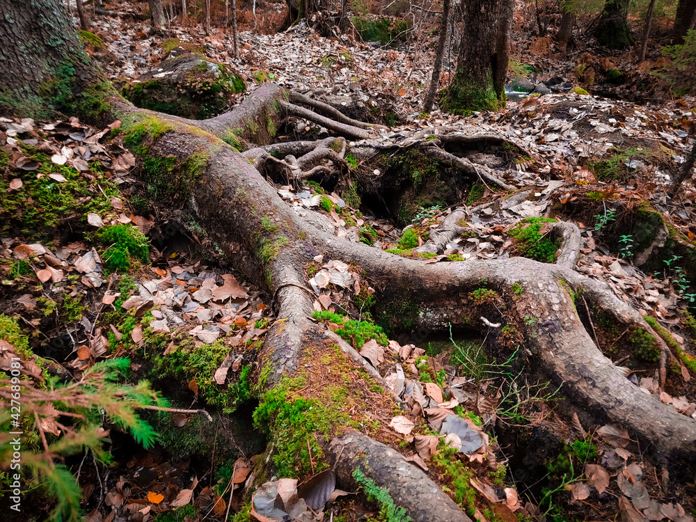A tree on a rock. Rocks in autumn. Branching roots. A tree on a rock. Rocks in autumn. Branching roots.