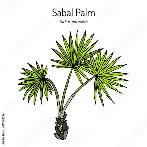 Sabal palm, or cabbage-palm Sabal palmetto