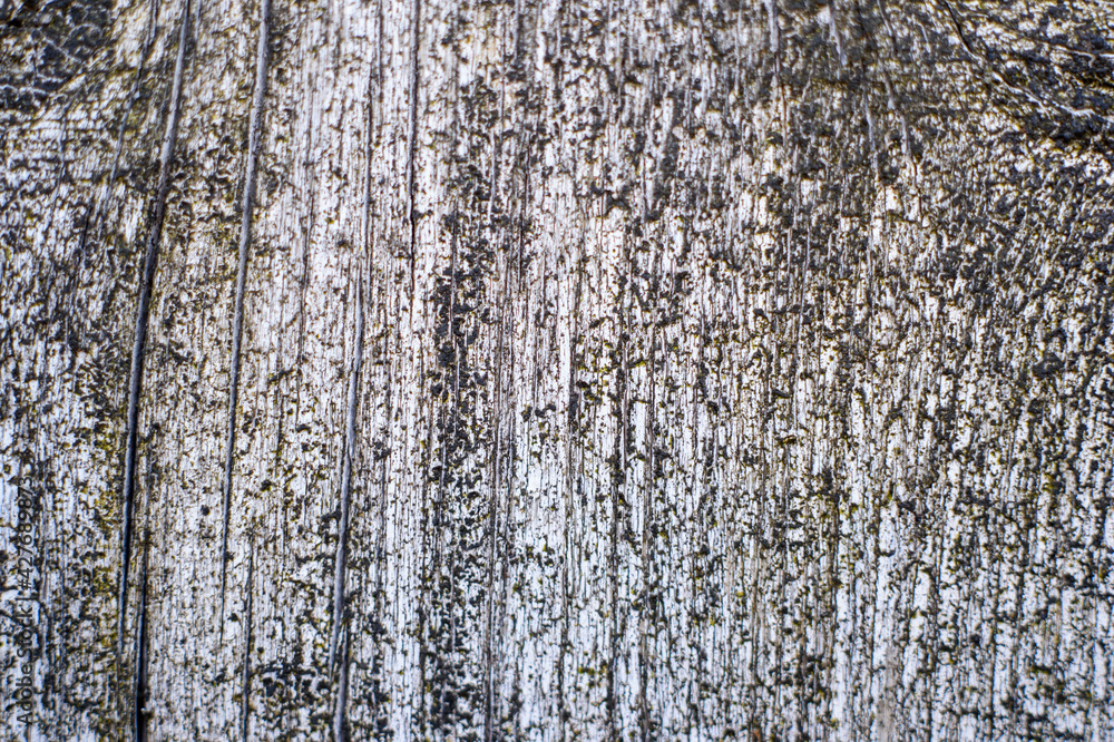 Fototapeta premium Wood texture