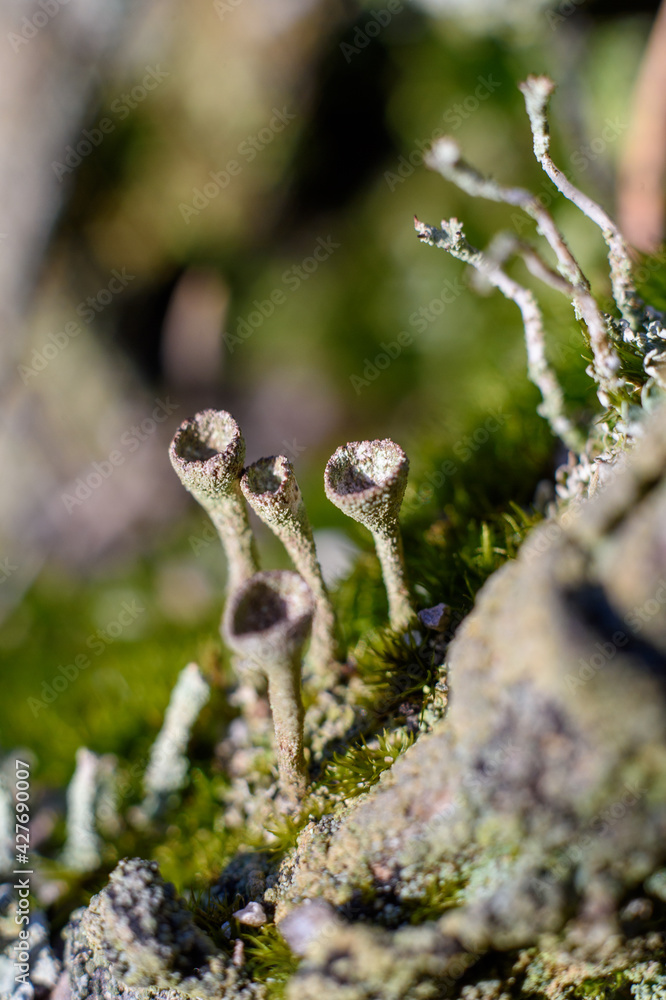 Forest in spring macro Forest in spring macro