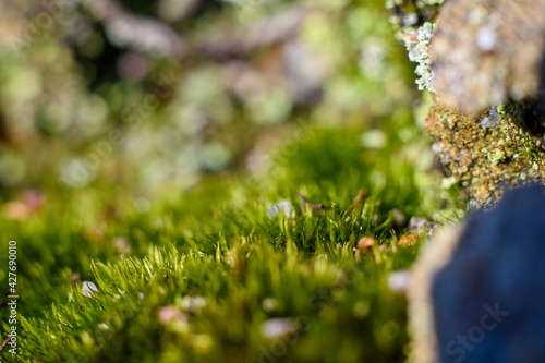 Forest in spring macro