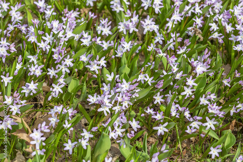 Fototapeta premium Beautiful bright spring flower bloomed in botanical garden