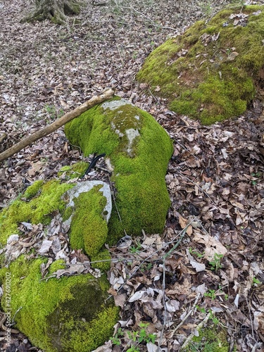 stone path in the grass