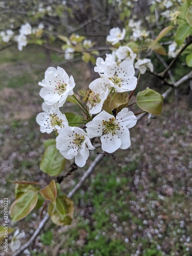 apple tree blossom