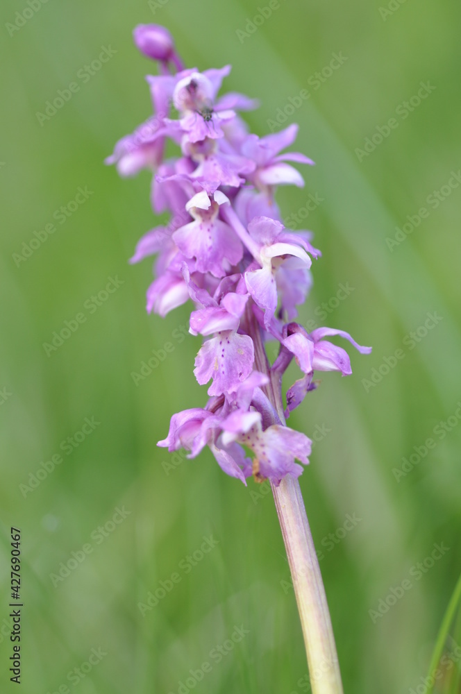 Obraz premium orchis male