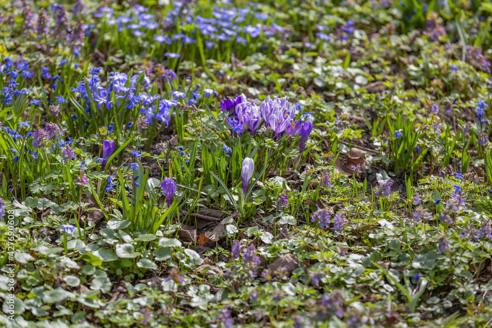 Beautiful bright spring flower bloomed in botanical garden Beautiful bright spring flower bloomed in botanical garden