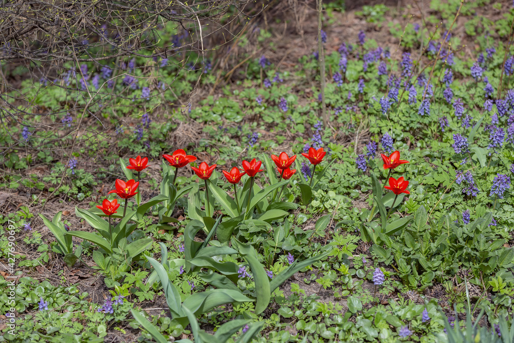 Beautiful bright spring flower bloomed in botanical garden Beautiful bright spring flower bloomed in botanical garden