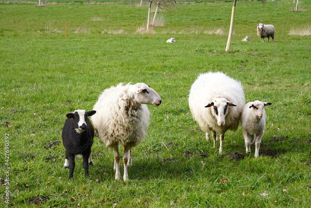 Domestic Sheep (Ovis aries) are quadrupedal, ruminant mammals typically kept as livestock. Domestic Sheep (Ovis aries) are quadrupedal, ruminant mammals typically kept as livestock.