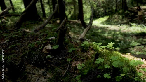 woman hiding in the forest 